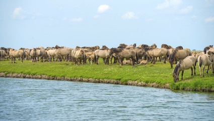 Herd of wild horses running along a river in summer © Naj