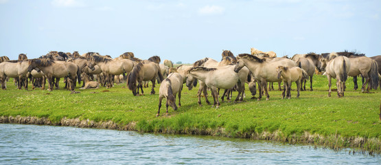 Herd of wild horses running along a river in summer © Naj