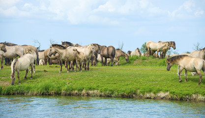 Naklejka na ściany i meble Herd of wild horses running along a river in summer