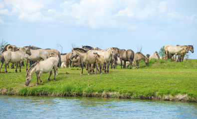 Naklejka na ściany i meble Herd of wild horses running along a river in summer