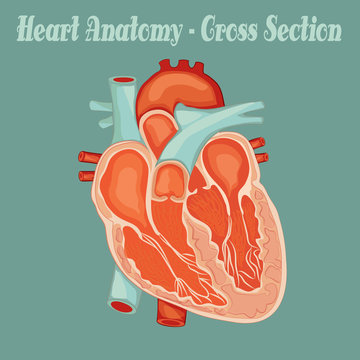 Heart anatomy 