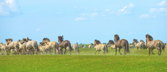 Herd of wild horses running in a field in summer © Naj