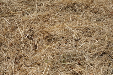 Trockenes Gras - Textur