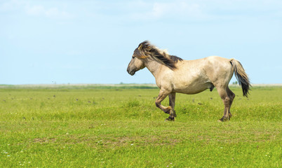 Wild horse in a fiield in summer © Naj