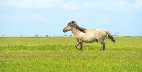 Wild horse in a fiield in summer © Naj