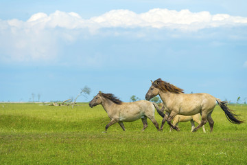 Herd of wild horses running in a field in summer