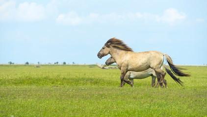 Herd of wild horses running in a field in summer © Naj