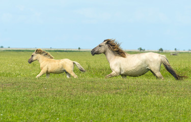 Herd of wild horses running in a field in summer