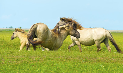 Herd of wild horses running in a field in summer