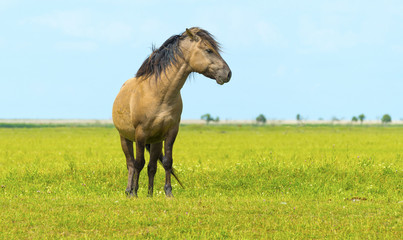 Wild horse in a fiield in summer