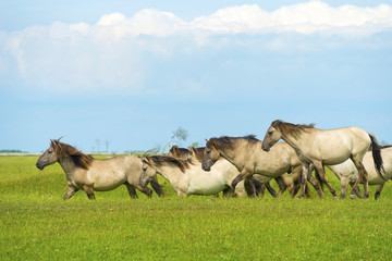 Naklejka na ściany i meble Herd of wild horses running in a field in summer