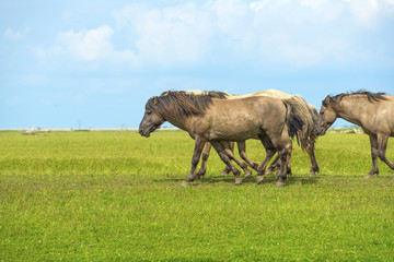 Herd of wild horses running in a field in summer