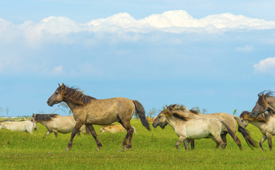 Herd of wild horses running in a field in summer