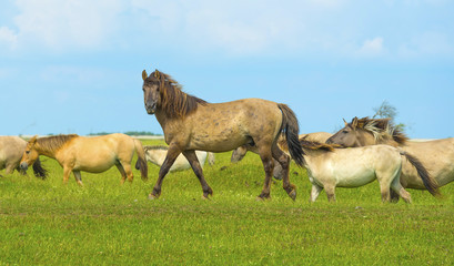 Obraz premium Herd of wild horses running in a field in summer