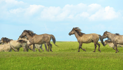 Herd of wild horses running in a field in summer © Naj