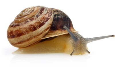 Snail