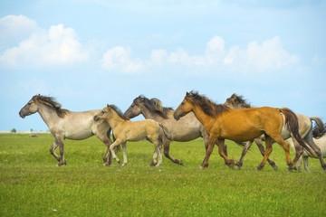 Herd of wild horses running in a field in summer © Naj