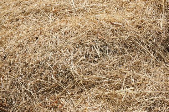 Trockenes Gras - Textur