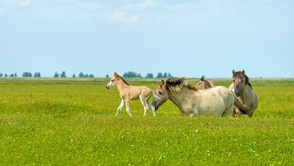 Fototapeta premium Herd of wild horses running in a field in summer