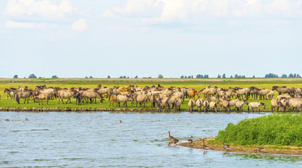 Herd of wild horses running along a river in summer © Naj
