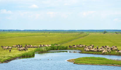 Herd of wild horses running along a river in summer © Naj