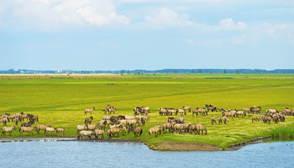 Herd of wild horses running along a river in summer © Naj