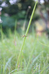 Dragonfly perched on grass The wind blew gently moving..