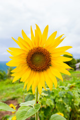 Fototapeta premium Sunflower with mountain background
