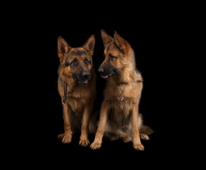 Berger allemand en studio sur fond noir