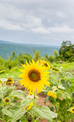 Sunflower with mountain background