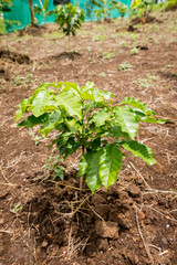 coffee tree,sapling