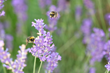 Bumble Bees and Lavender