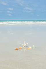 Fototapeta na wymiar Beautiful starfish with sea