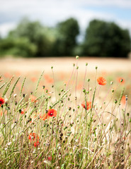 Fototapeta premium English rural detail. Shallow focus on hedgerow flora growing in a spring field in the English countryside.