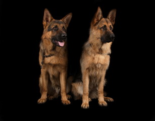 Berger allemand en studio sur fond noir