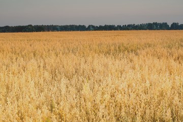 Утро в поле