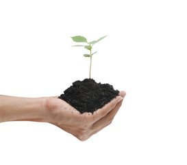 Hand holding plant , concept