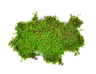  moss isolated on white bakground