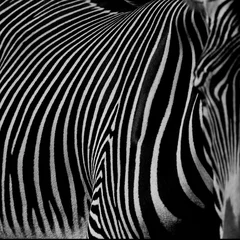 Keuken spatwand met foto :: zebra III :: © markus0901