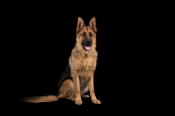 Berger allemand en studio sur fond noir