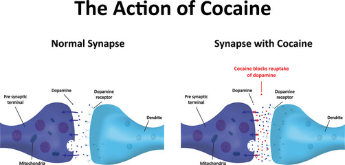 The Action of Cocaine