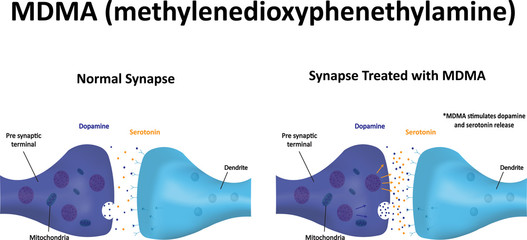The Action of MDMA