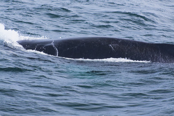 Fototapeta premium Whale watching.