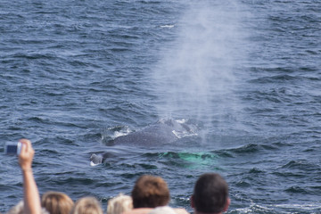 Fototapeta premium Whale watching.
