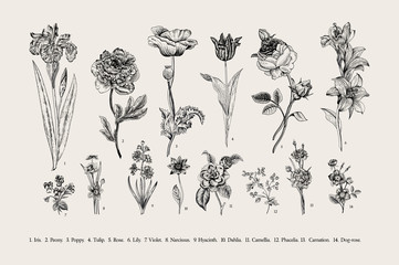 Botanika. Zestaw. Vintage kwiaty. Czarno-biała ilustracja w stylu rycin. - 87716562
