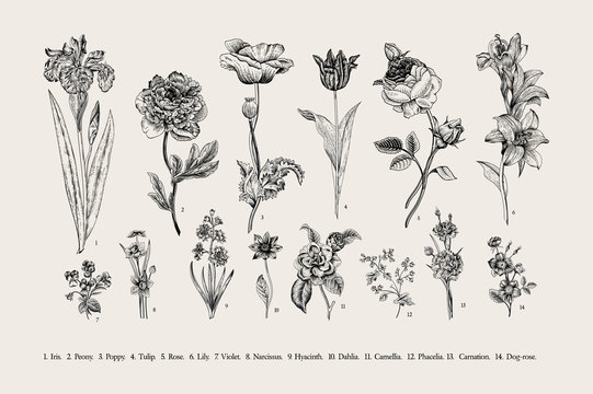Botany. Set. Vintage flowers. Black and white illustration in the style of engravings.