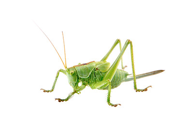 Green grasshopper on a white background