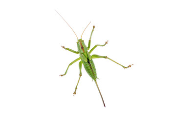 Green grasshopper on a white background