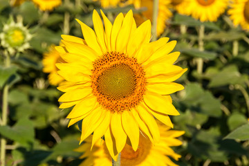 Sunflower closeup