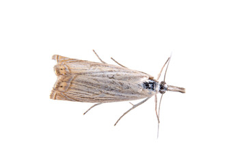 Gray moth on a white background